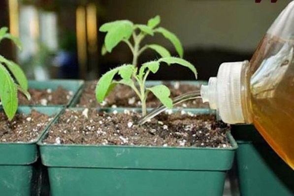 Применение молочной сыворотки в огороде и саду для растений: польза, поливы