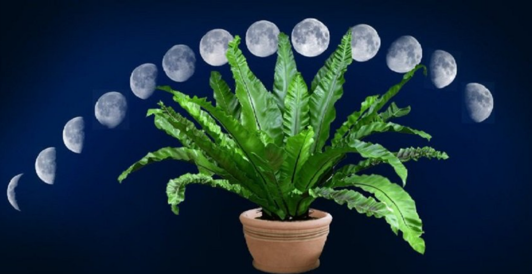 Mircosmosa ru лунный. Луна и растения. Лунный цветок растение. Лунный цветок комнатное растение. Лунный растения лунный комнатные.