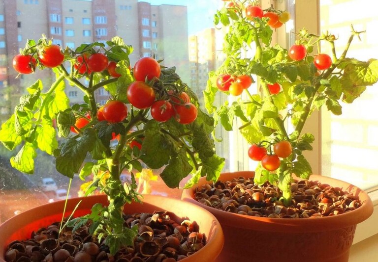 как часто поливать рассаду помидор дома